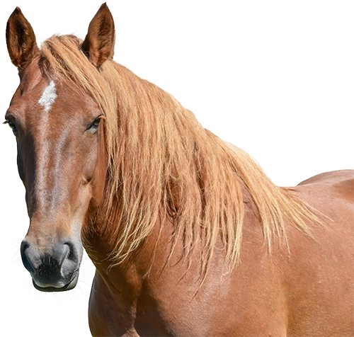 Caballos
